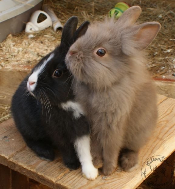 BONDING Bunnies : CottonTails Rabbit & Guinea Pig Rescue