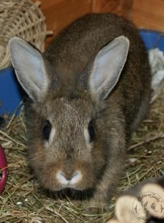 Female rabbit best sale aggressive towards male