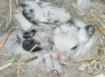 Orphaned store baby rabbits