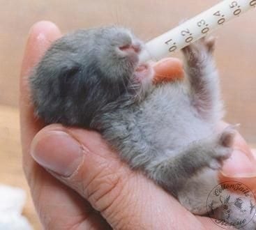 Hand feeding cheap baby rabbits