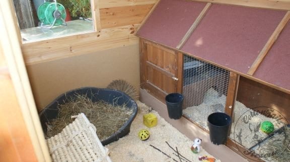 ON THE MOVE - tips on relocation : CottonTails Rabbit & Guinea Pig Rescue
