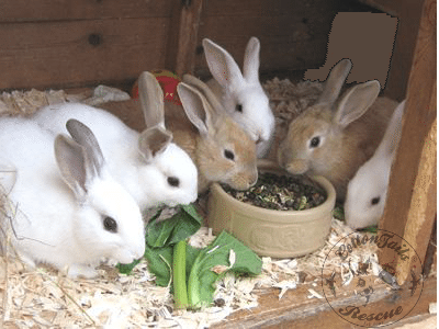 Bottle 2024 feeding rabbits