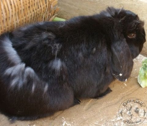 Mottling Rabbit RABBITS - common problems, illnesses and conditions : CottonTails ...