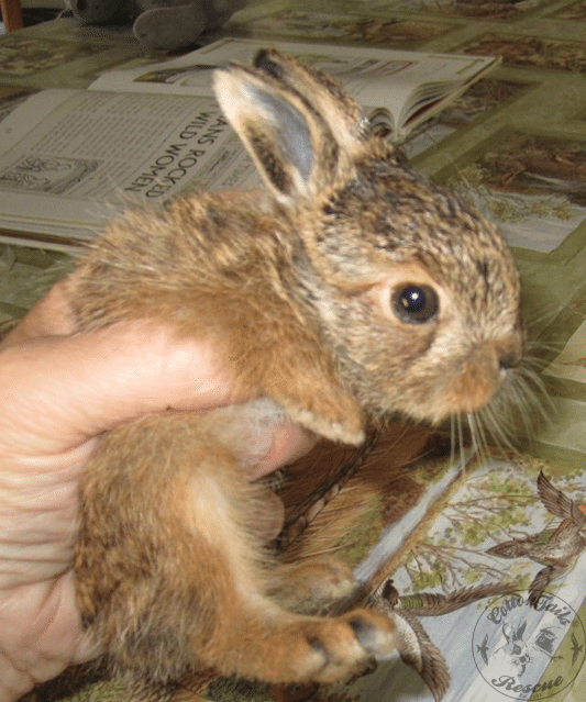 newborn baby hare