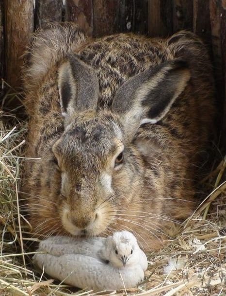 newborn baby hare