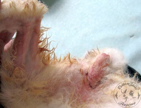 Safely Treating Wet Tail in Rabbits (Urine Scalding) 