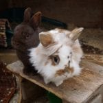 RABBIT WELFARE - changes over the years