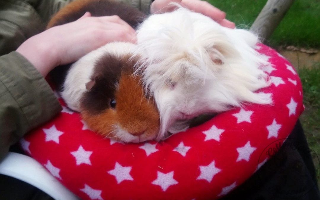 Guinea Pigs for Adoption Archives CottonTails Rabbit & Guinea Pig Rescue