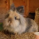 DENTAL DISEASE IN RABBITS - issues with teeth