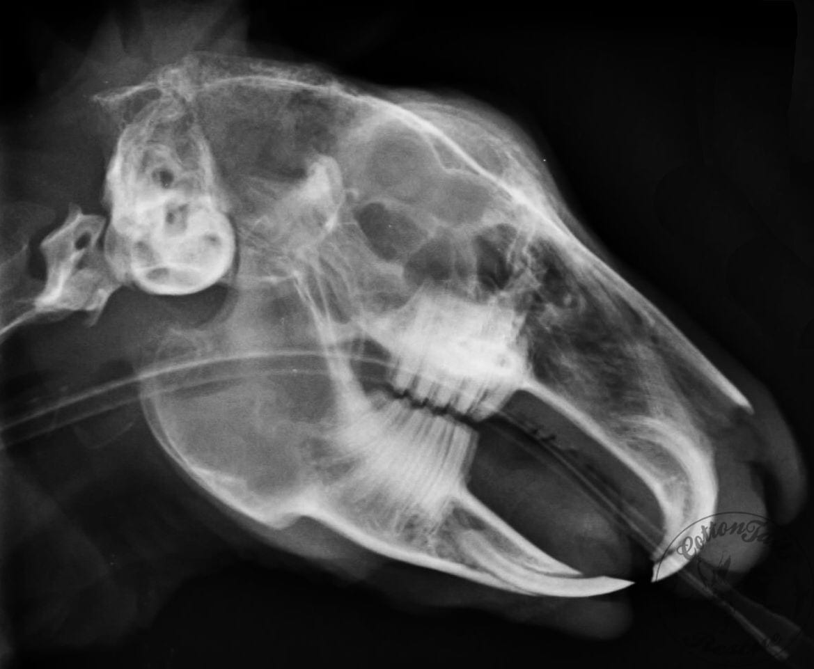 DENTAL DISEASE IN RABBITS - issues with teeth : CottonTails Rabbit ...