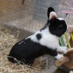 WET TAIL in Rabbits - Urine Scalding