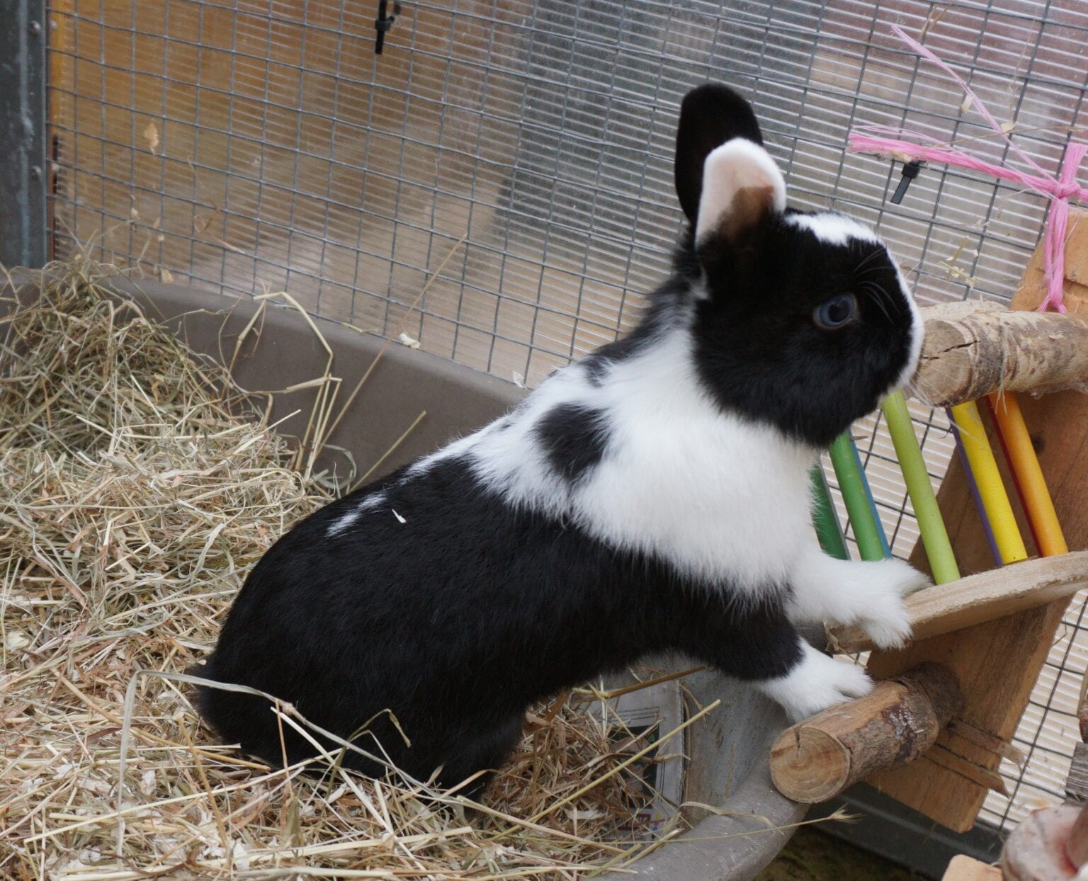 WET TAIL in Rabbits - Urine Scalding : CottonTails Rabbit & Guinea Pig ...