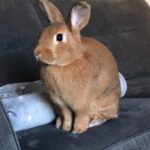 HOUSE RABBITS - how to manage