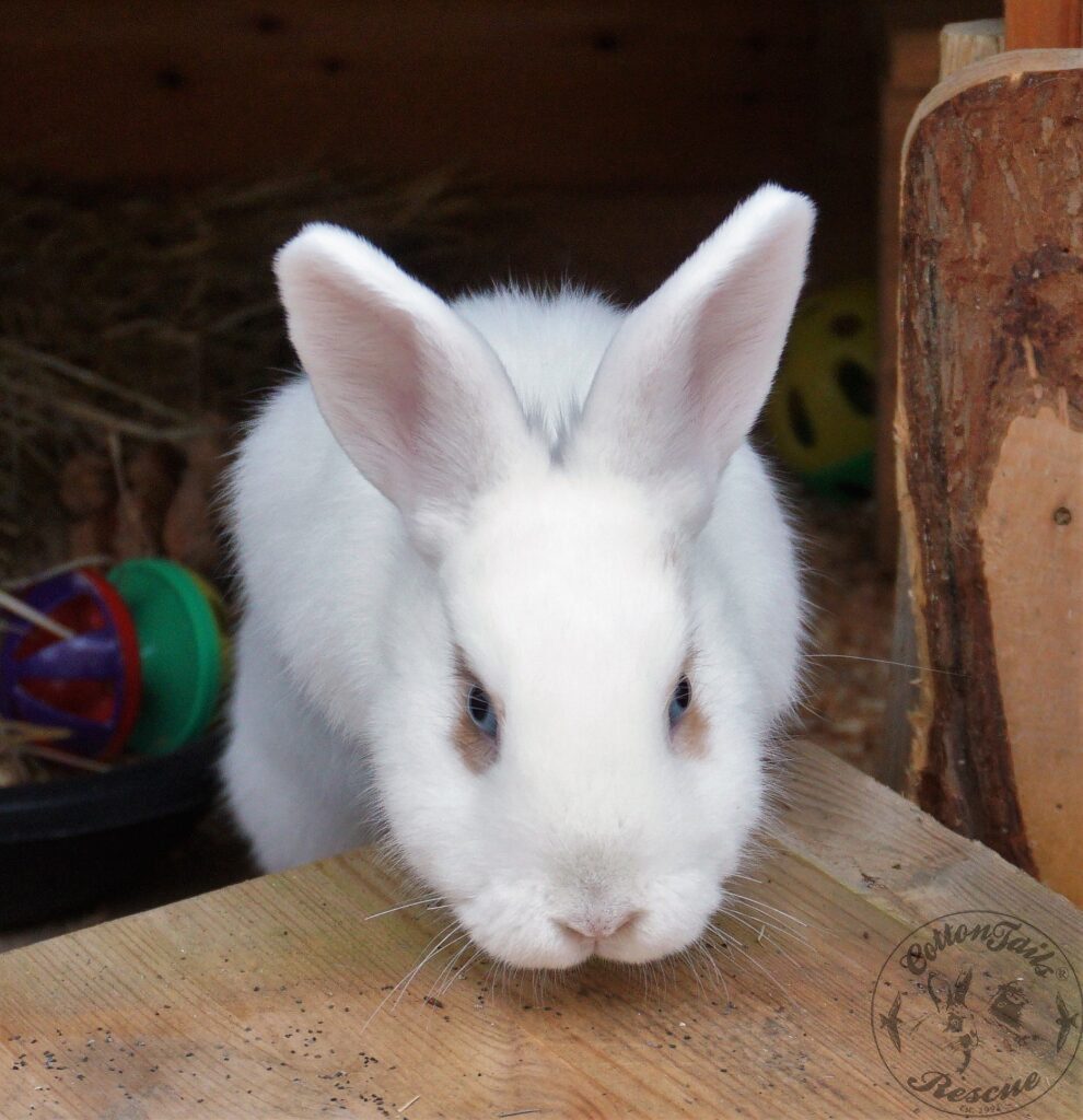 AGGRESSIVE Rabbits, how to cope CottonTails Rabbit & Guinea Pig Rescue