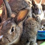 UNPLANNED RABBIT LITTERS - how to cope