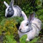 PREMATURE DEATH in Rabbits - causes and prevention