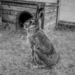 HARE IN THE HOUSE - successful hand-rearing of a Hare