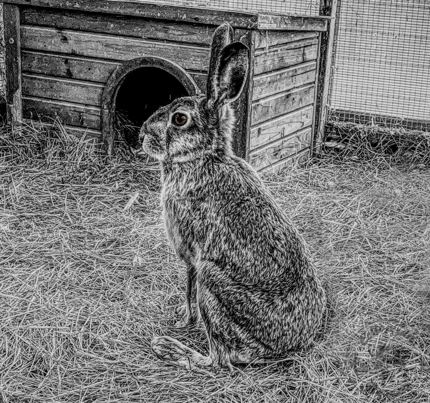 My rabbit is 10 years old. Is this just old age or something to worry  about? His eyes bulge when we pick him up. They seem normal when he's  sitting down. Today