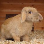 FOSTERING RABBITS and guinea pigs - what you need to know