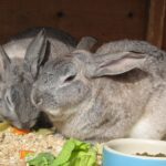RABBIT CARE - the basics and more