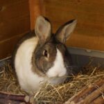 FEAR IN RABBITS - helping them to deal with stress