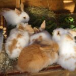 SEXING YOUR RABBIT - a simple guide to getting it right