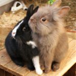 BONDING Bunnies - how to match your rabbit