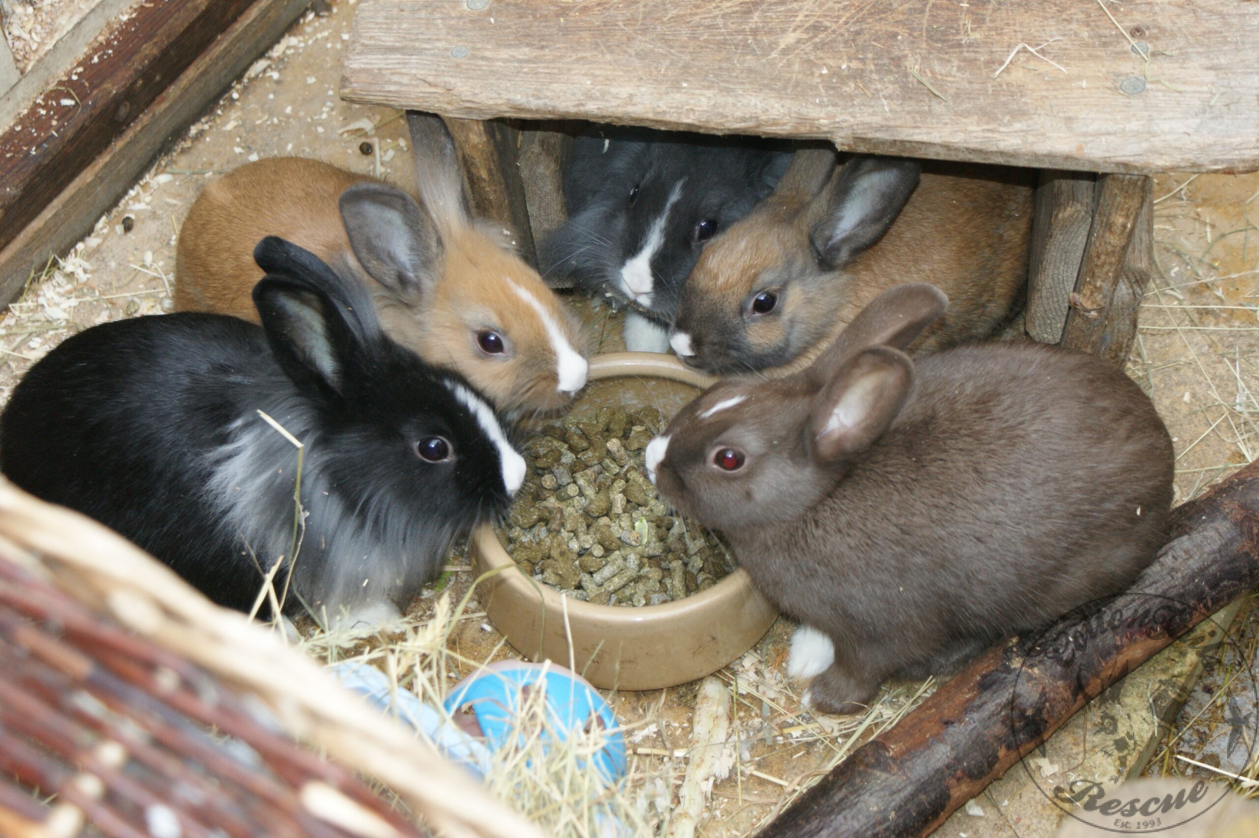 Hand-Raising Baby Rabbits - Feeding, Vaccinations & More