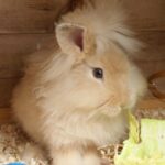 RABBITS - common problems, illnesses and conditions