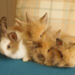 BUNNY TALES - anecdotes and stories