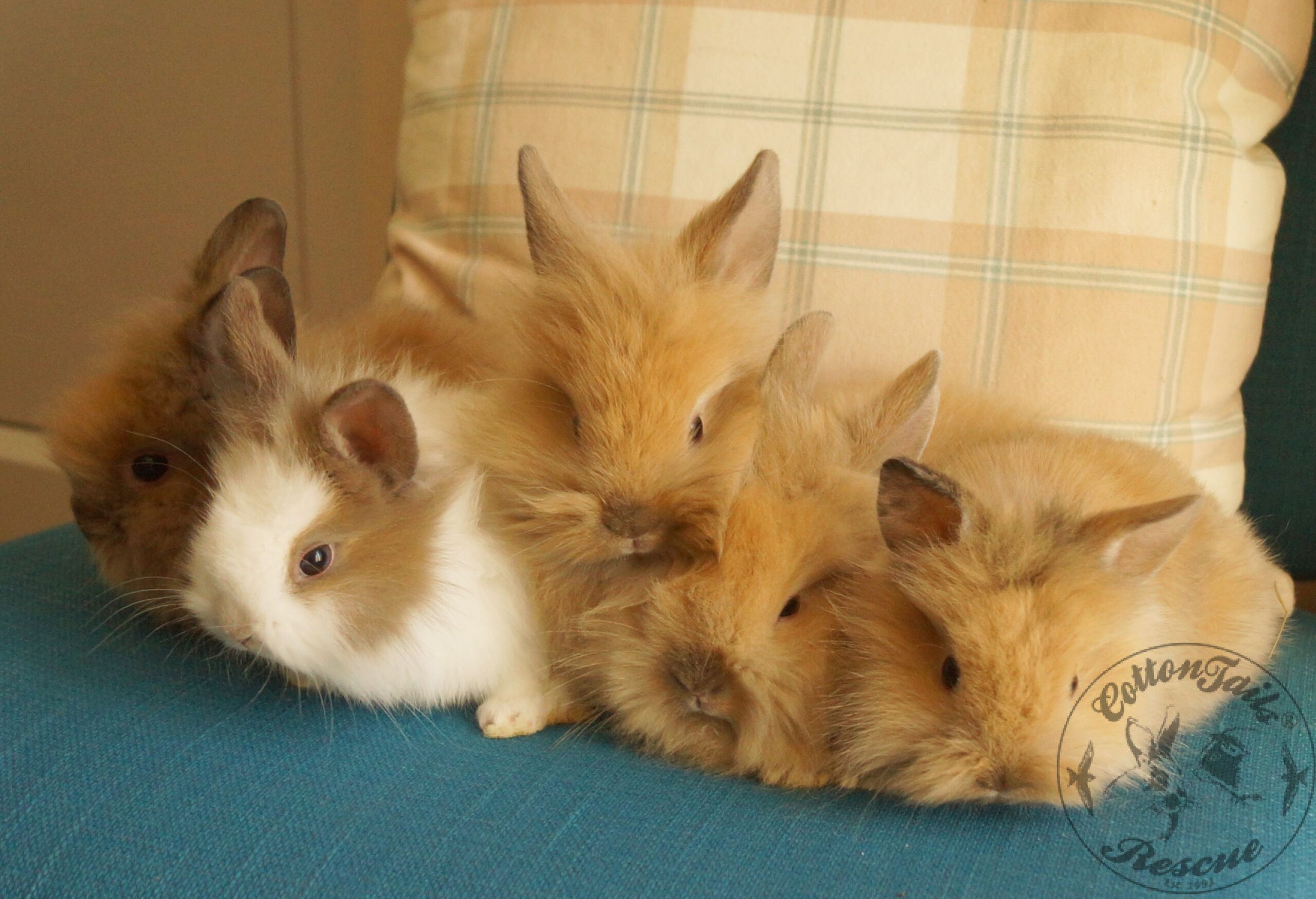 Bunny Buddies House Flag