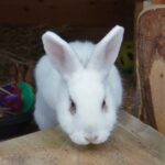AGGRESSIVE Rabbits, how to cope