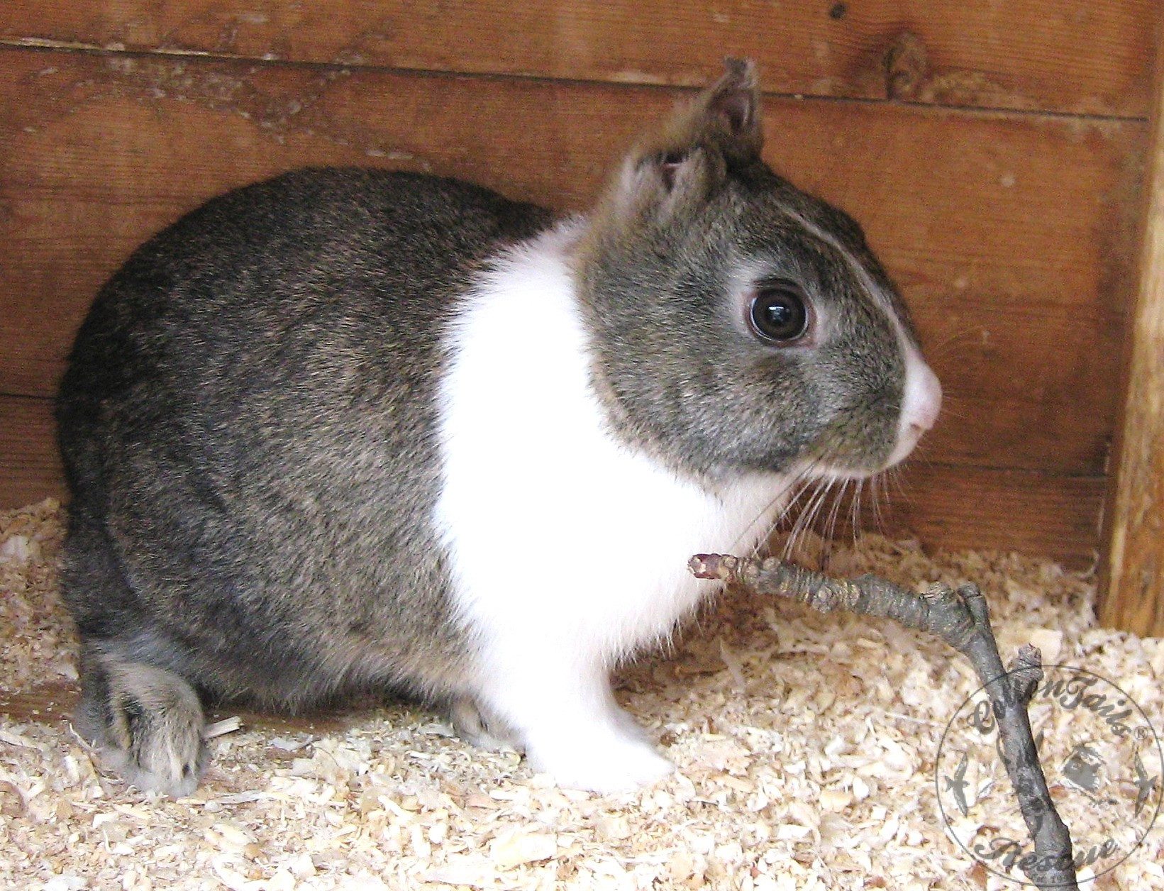 INFANTICIDE - mutilation of new-borns : CottonTails Rabbit & Guinea Pig  Rescue