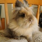 GROOMING Rabbits and Guinea Pigs