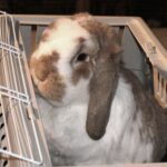 REHOMING YOUR RABBIT - essential information