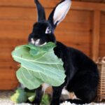 REX RABBITS - a very special breed