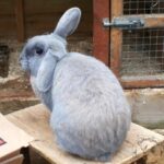 HELPING CottonTails - donations, gift aid and more